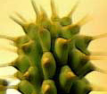 Weight loss. Hoodia - pianta naturale che aiuta il grasso di lotta.