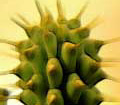 Weight loss. Miracle hoodia contra obesity.