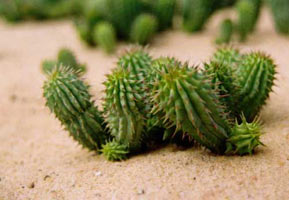 Hoodia. Hoodia - pianta naturale che aiuta il grasso di lotta.